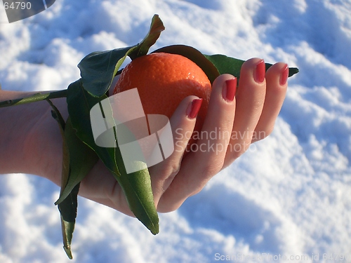 Image of winter mandarin 01