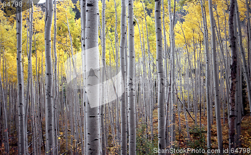 Image of aspen trees in fall