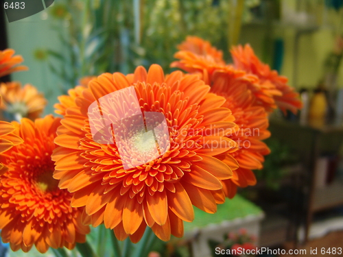 Image of orange flower