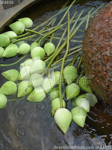 Image of flower buds