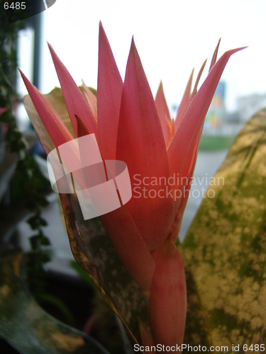 Image of Flower