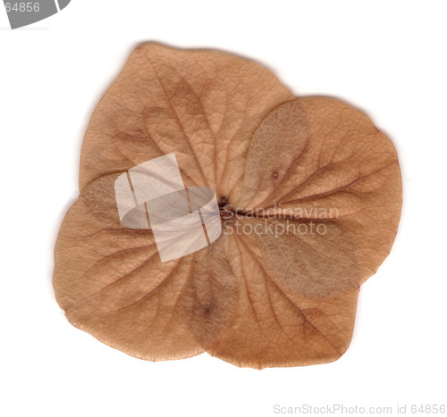 Image of Dead Hydrangea Flower