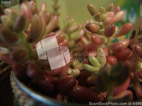 Image of Plant