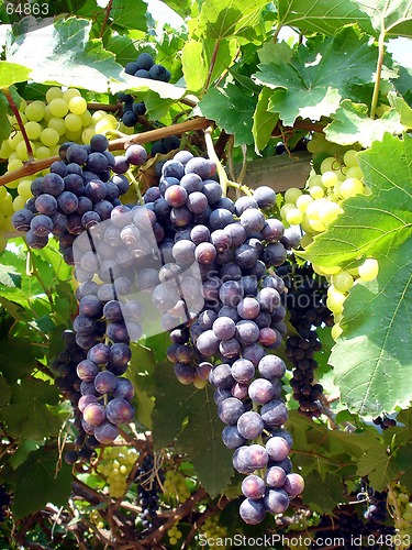 Image of grapes