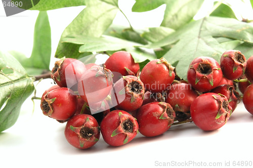 Image of hawthorn