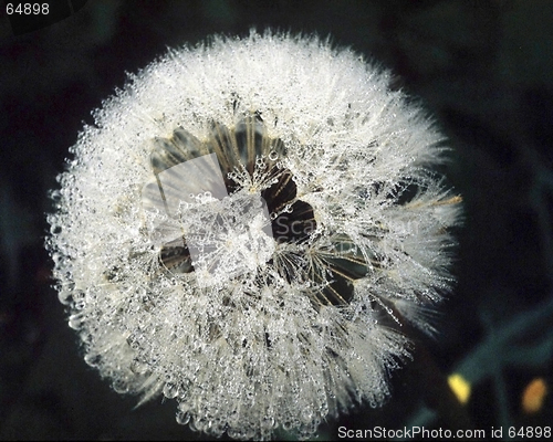 Image of dandelion