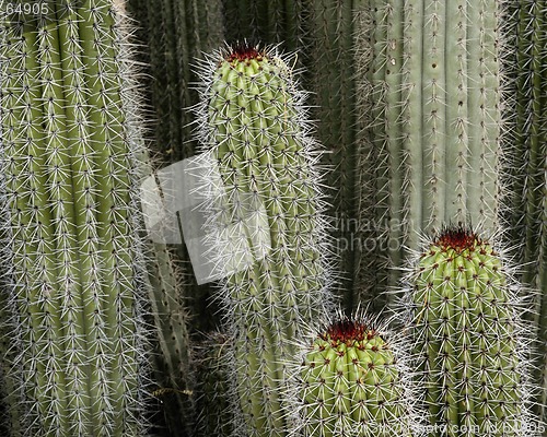 Image of cacti