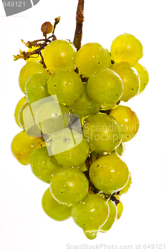 Image of Wet green grapes on white beckground