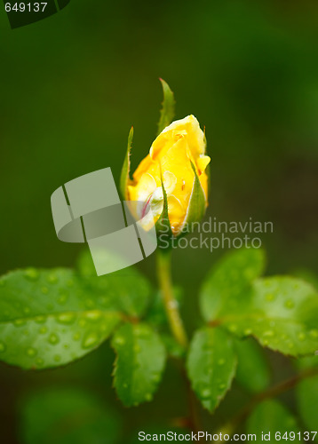 Image of Yellow rose bud
