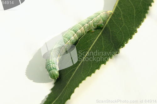 Image of caterpiller