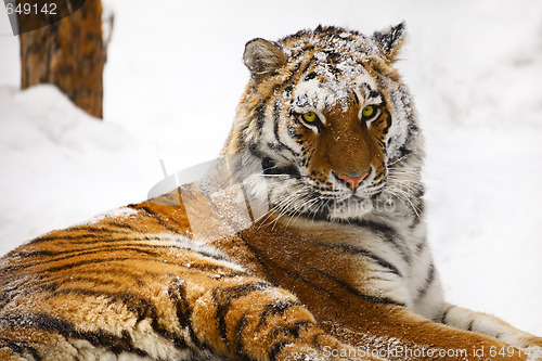 Image of Young tiger portrait. 