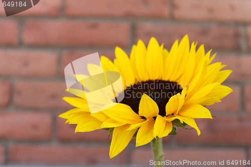 Image of Sunflower