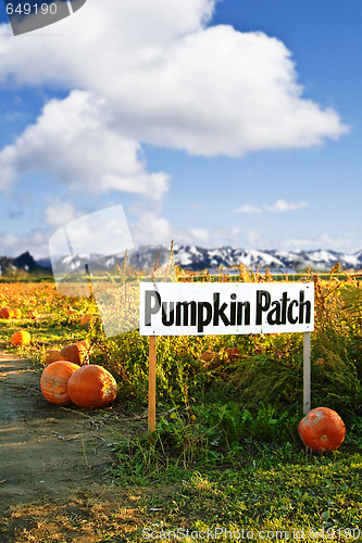 Image of Pumpkin patch