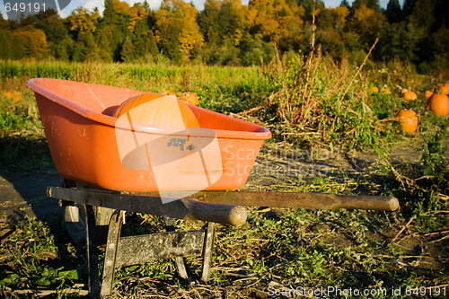 Image of Pumpkin patch