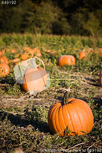 Image of Pumpkins patch