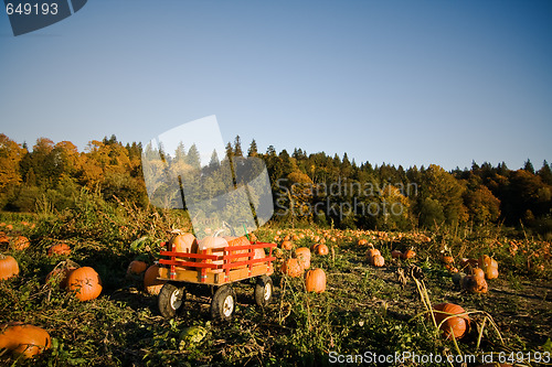 Image of Pumpkins patch