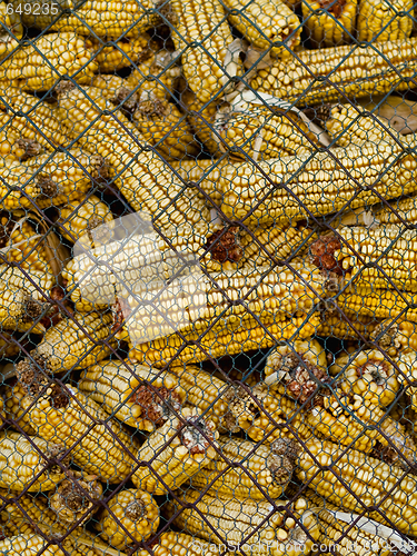 Image of Corncobs