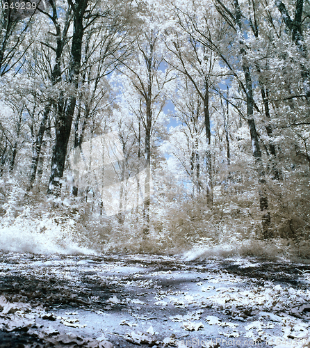 Image of Infrared forest