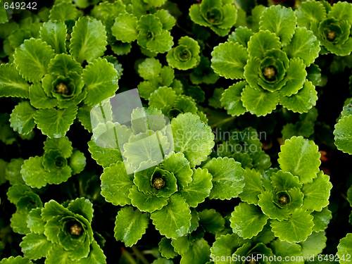 Image of Green leaves