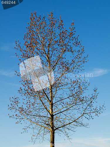 Image of Blooming tree