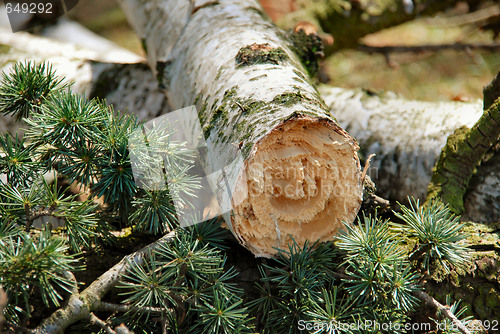 Image of Wood