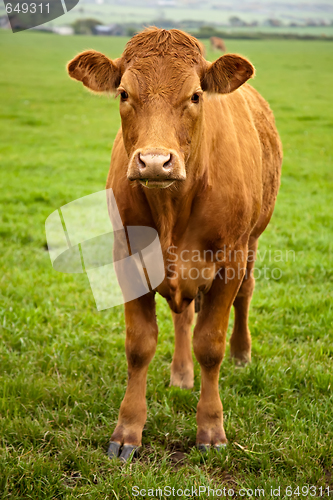 Image of Brown Cow