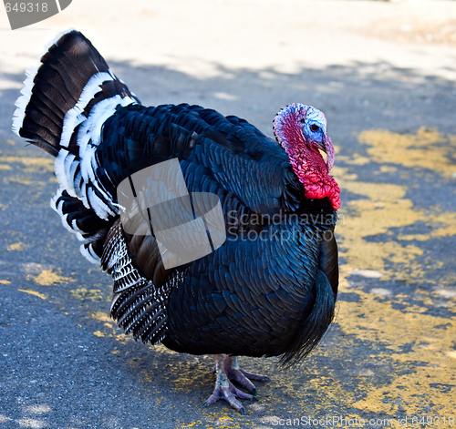 Image of Turkey Cock