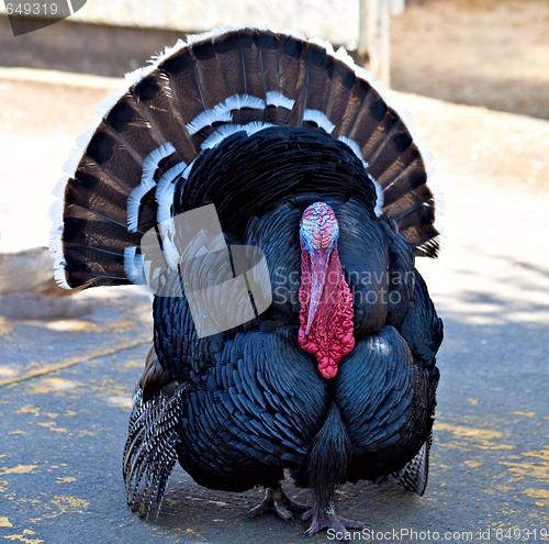 Image of Turkey Cock