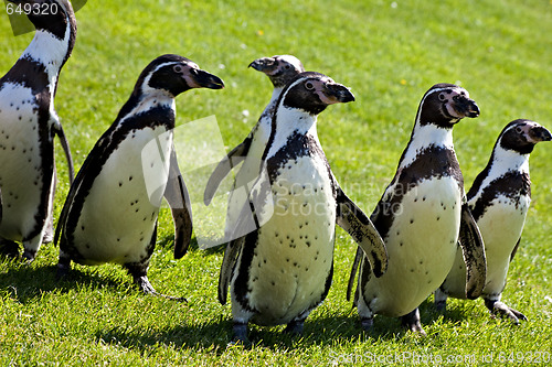 Image of Humboldt Penguins