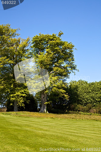 Image of Striped lawn
