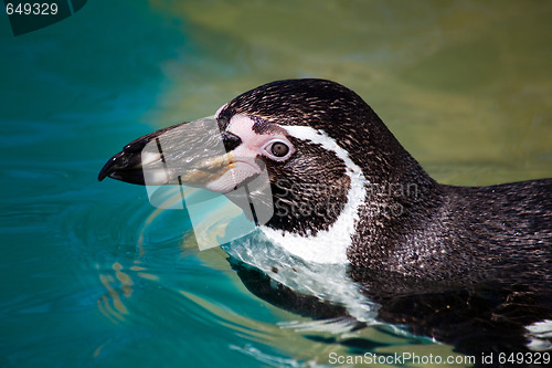 Image of Humboldt penguin