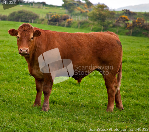 Image of Heifer
