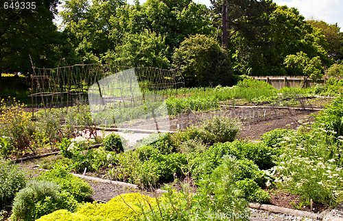 Image of Vegetable garden