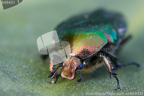 Image of Beetle