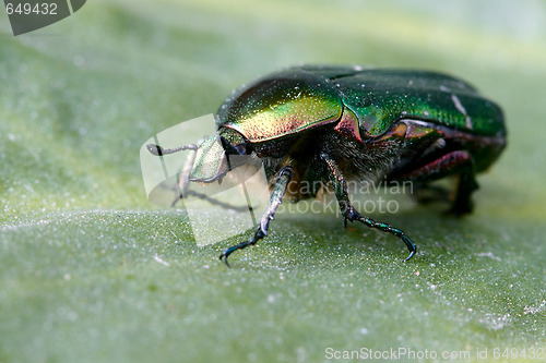 Image of Beetle