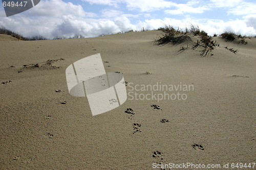 Image of Traces on sand