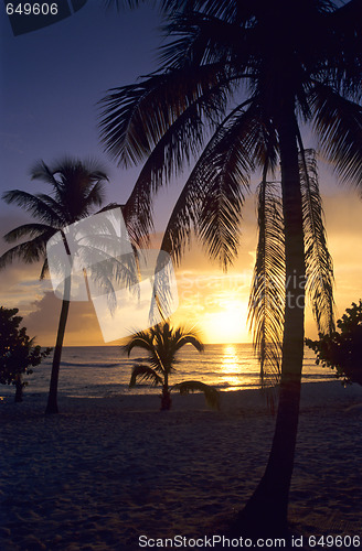 Image of Sunset on palm trees at Bayahibe beach 