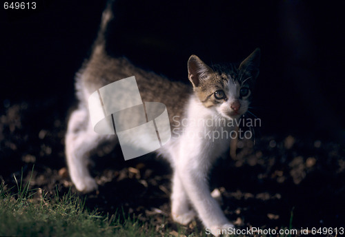 Image of Young kitty cat with dark background