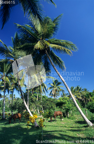 Image of Palmtree garden with horses