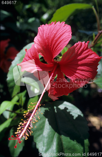 Image of Red hibiscus flower and foliage - Dominican republic