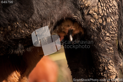 Image of Suckling calf