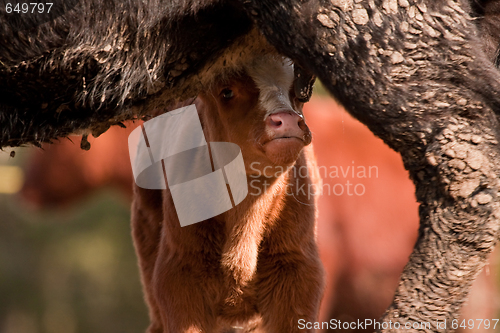 Image of Suckling calf