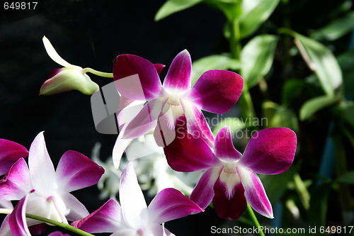 Image of Orchids