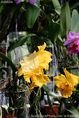 Image of Orchids