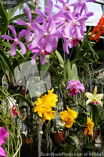 Image of Orchids