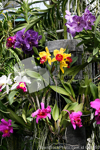 Image of Orchids