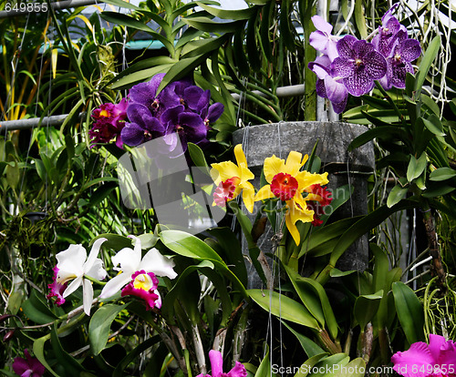 Image of Orchids