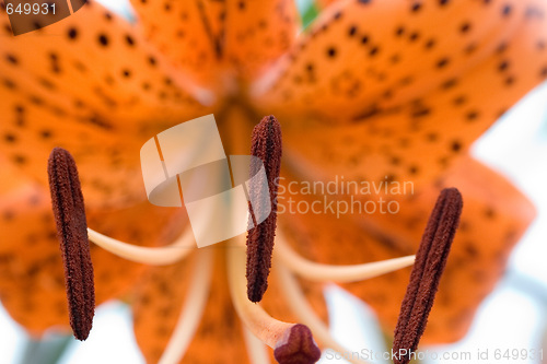 Image of Tiger lily, Lilium lancifoliumaption