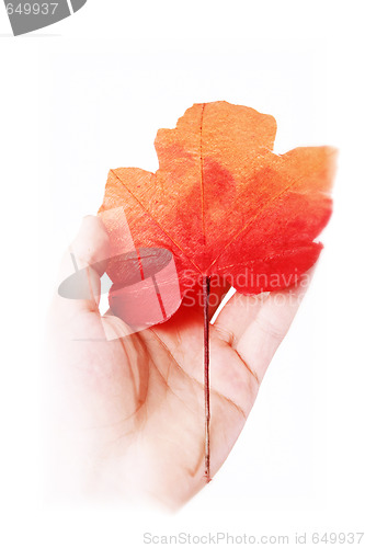 Image of Leaf in a man hand.