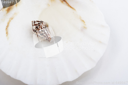 Image of Shells in a man hand.